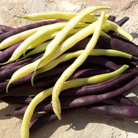 french beans in an Italian vegetable garden
