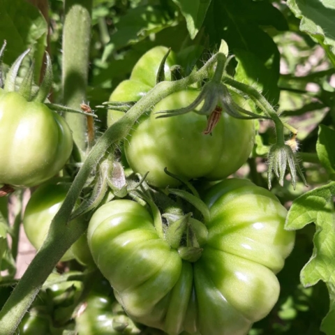 green tomatoes in an Italian vegetable garden