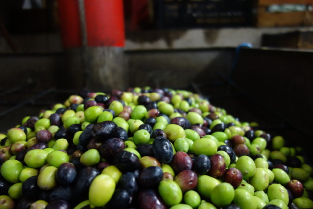 Olives waiting to be pressed