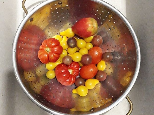 Homegrown Italian tomatoes